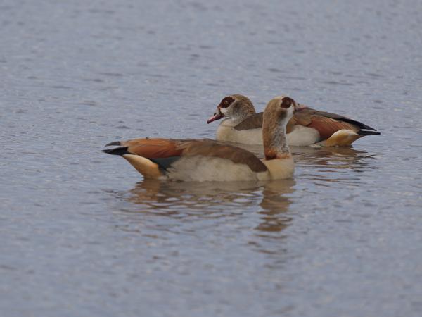 <h3><a href="/trips/tanzania/biota/animalia/chordata/aves/007 anseriformes/003 anatidae/alopochen aegyptiaca/alopochen aegyptiaca-nl.html">Alopochen&nbsp;aegyptiaca</a> / Egyptian&nbsp;goose / Nijlgans</h3>OM-1 Mark II met OLYMPUS M.150-400mm F4.5, 1/2000 sec  bij F4.5, ISO 250, afstand 17.8&nbsp;m